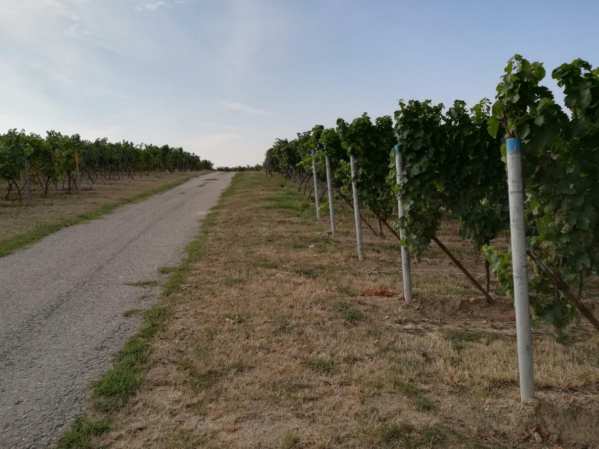 Ferienwohnung Suedpfalz Weingarten  المظهر الخارجي الصورة